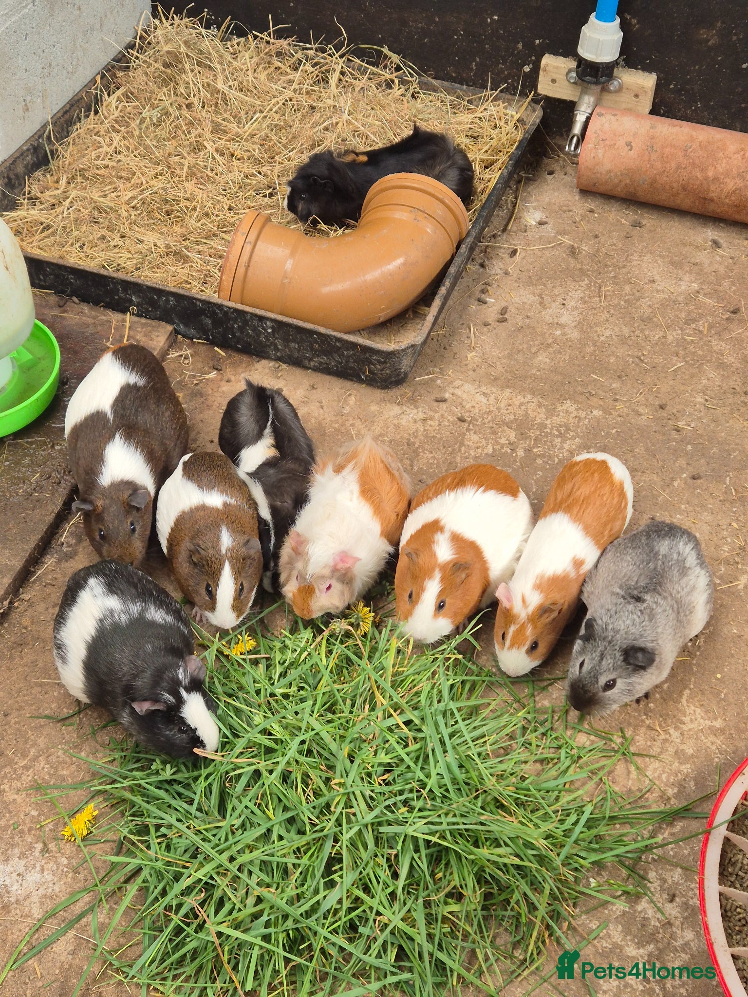 Guinea Pig rodents Guinea Pigs 👀🏡 - Advert 2