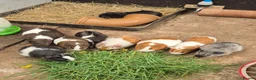 Guinea Pig rodents for sale: Guinea Pigs 👀🏡 - Advert 1