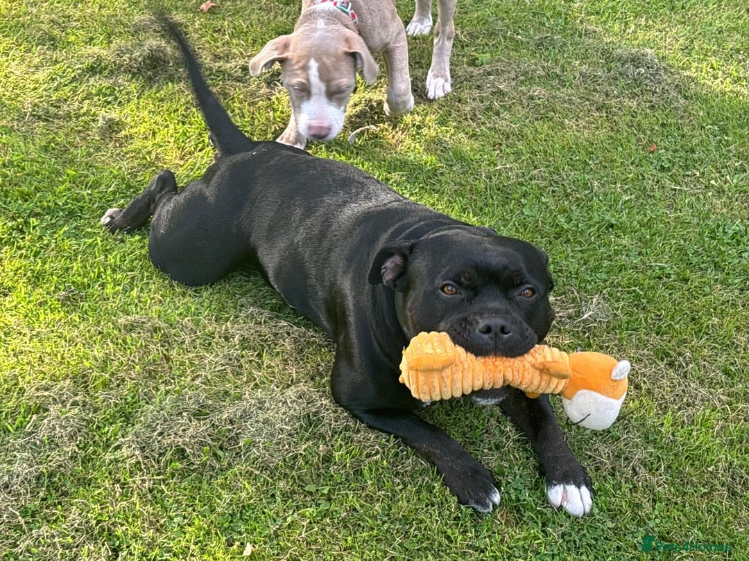 Staffordshire Bull Terrier dogs for sale: KC reg. Staffordshire bull terrier puppies - Advert 14