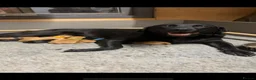 Labrador Retriever dogs for sale: Labrador puppies for sale - Advert 2