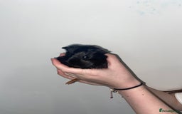 Guinea Pig rodents for sale: Stunning baby Guinea pigs 🤍 - Image 3