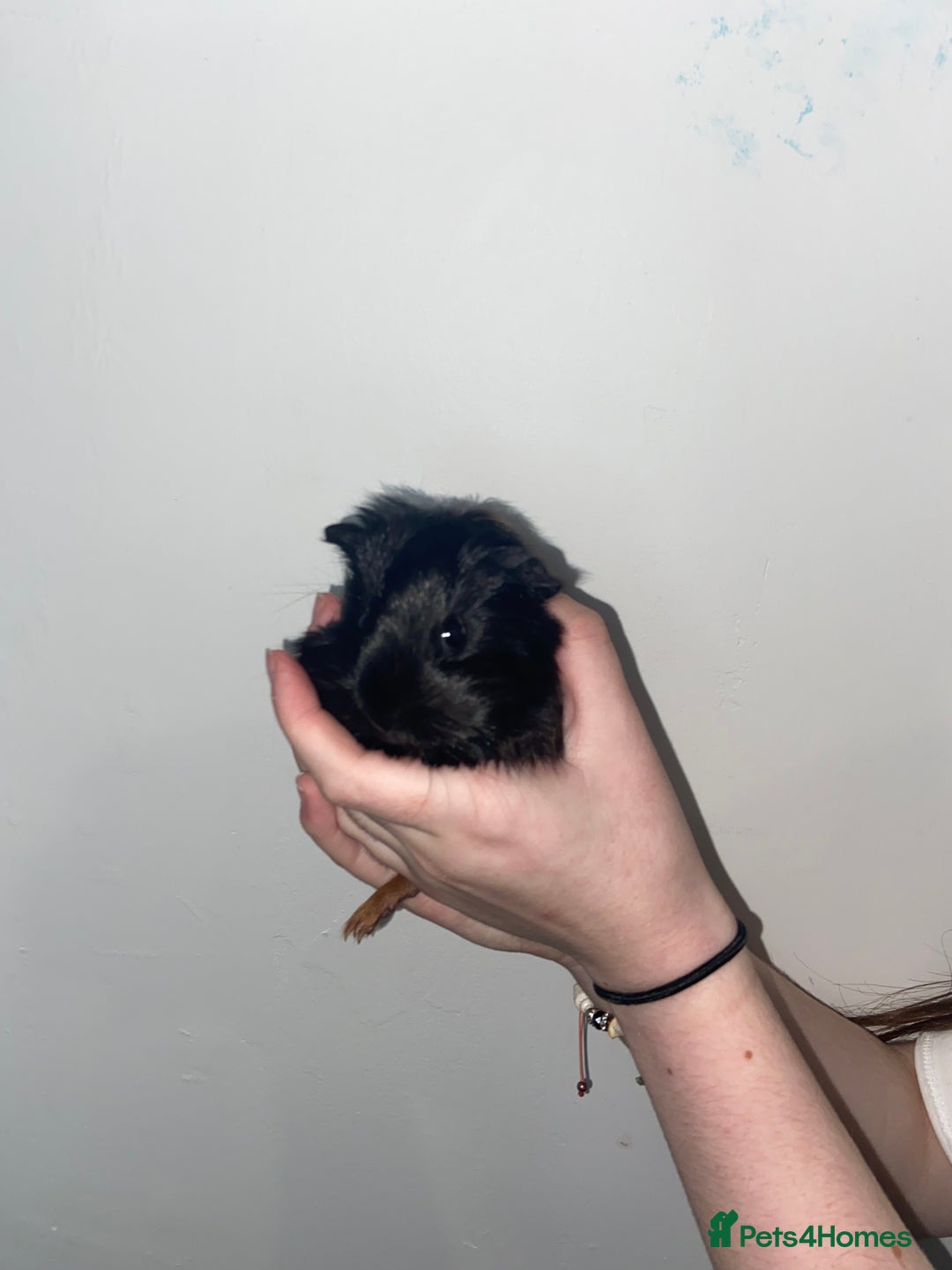Guinea Pig rodents for sale: Stunning baby Guinea pigs 🤍 - Image 3