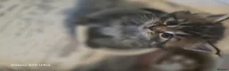 Maine Coon cats for sale: Stunning maine coon. Kittens 4 boys 1 girl  - Advert 10