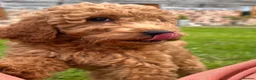 Labradoodle dogs for sale: Mini Irishdoodle Ready now! health tested parents  - Advert 23