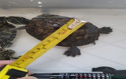Turtle reptiles for sale: TURTLES FOR SALE - Image 6