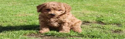 Cockapoo dogs for sale: Beautiful Cockapoo puppies for sale  in Llanelli - Advert 33