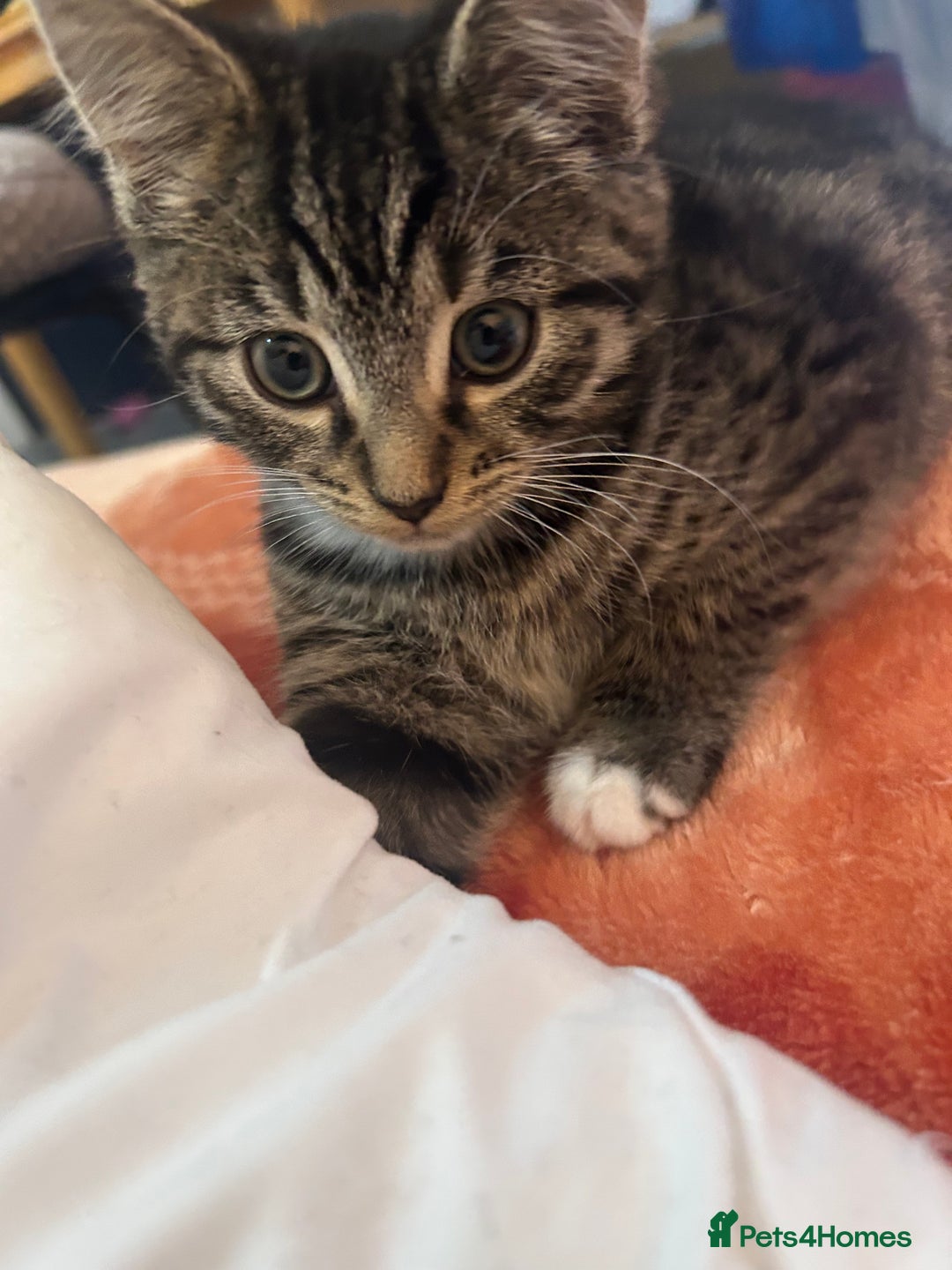 British Shorthair cats for sale: we have one beautiful female tabby kitten - Advert 2