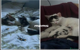 Mixed Breed cats for sale: 2 Female Kittens - Image 5