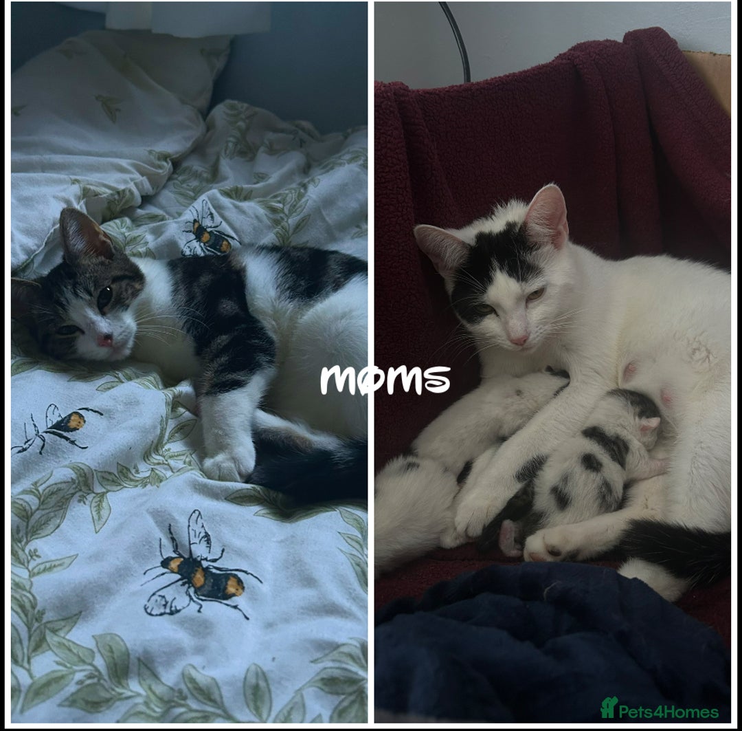 Mixed Breed cats for sale: 2 Female Kittens - Image 5