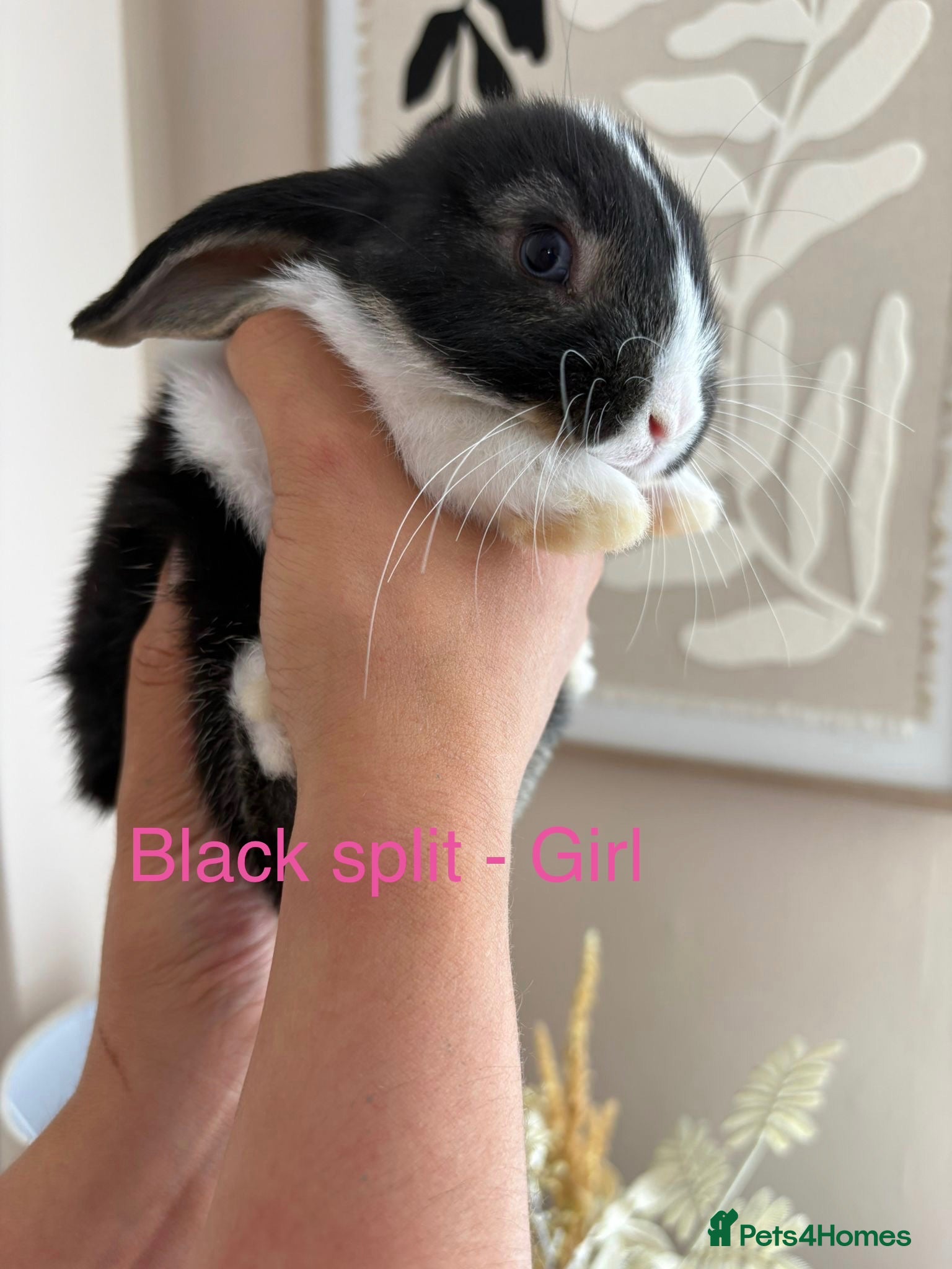 Mini Lop rabbits Beautiful Mini Lop Bunnies  - Advert 2