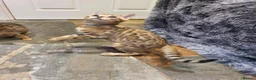 Bengal cats for sale: 🐆🐆Beautiful Pedigree Bengal Kittens🐆🐆  - Advert 30