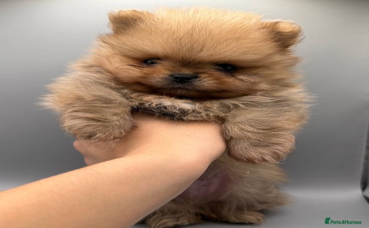 Pomeranian dogs - Advert 1