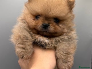 Pomeranian dogs - Advert 11