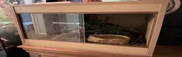 Python Snake reptiles for sale: Super Pastel Desert Ghost Ball Python  - Advert 3