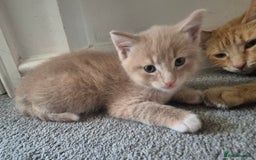Mixed Breed cats for sale: Ginger kitten male left  - Image 7