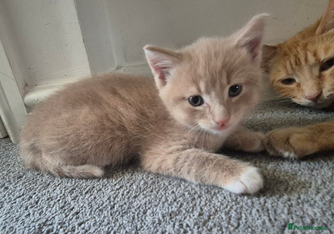 Mixed Breed cats for sale: Ginger kitten male left  - Image 7