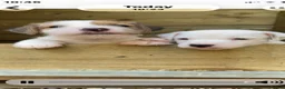 Jack Russell dogs for sale: 4 beautiful jack Russell pups  in Treorchy - Advert 8