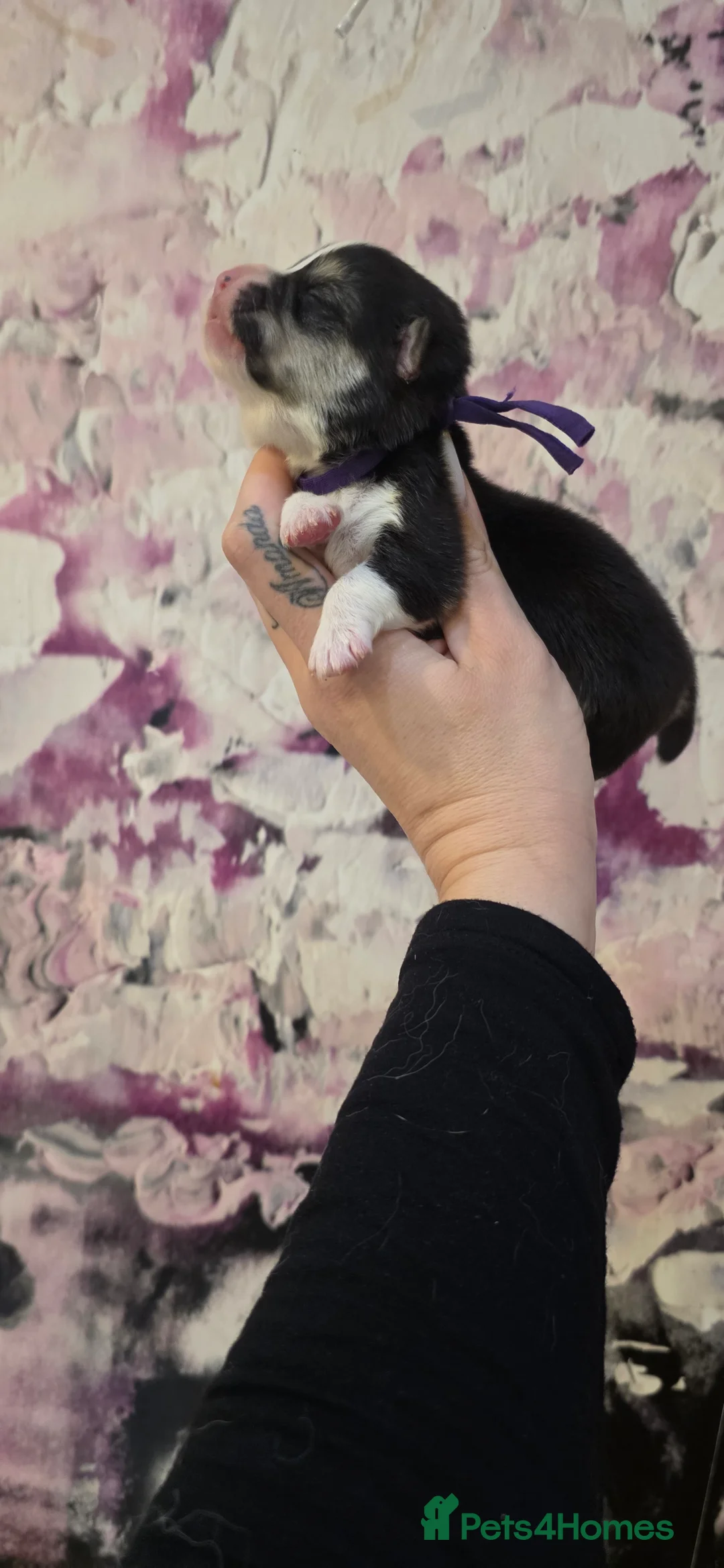 Welsh Corgi Pembroke dogs for sale: Outstanding Welsh Pembroke Corgi Puppies - Advert 13