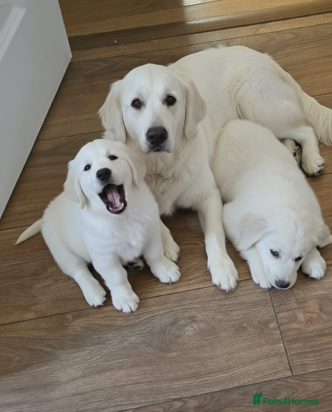 Golden Retriever dogs for sale: LAST 2 STUNNING PUPPIES  - Advert 1