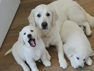 Golden Retriever dogs LAST 2 STUNNING PUPPIES - Advert 3