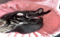 Mixed Breed cats for sale: 2 beautiful kittens left mixed breed - Image 5