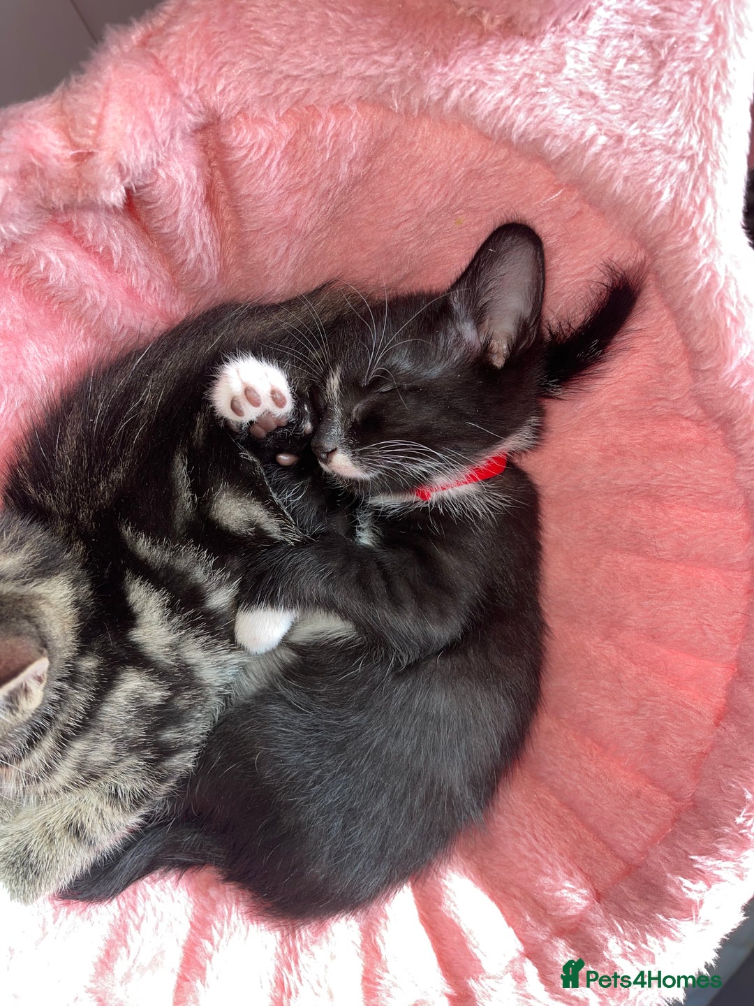 Mixed Breed cats for sale: 2 beautiful kittens left mixed breed - Image 5