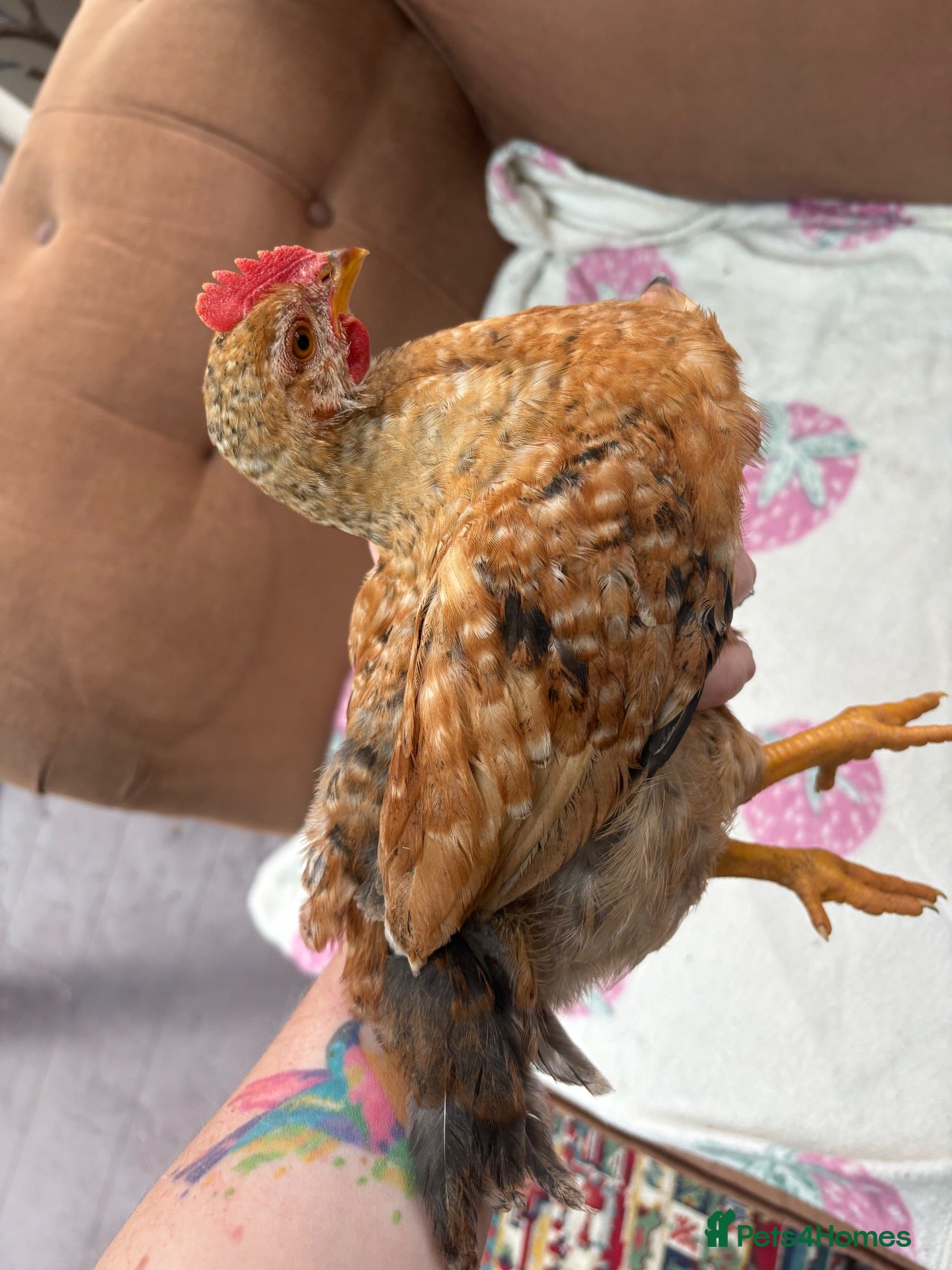 Chickens poultry 8 week old rooster free to a good home  - Advert 6