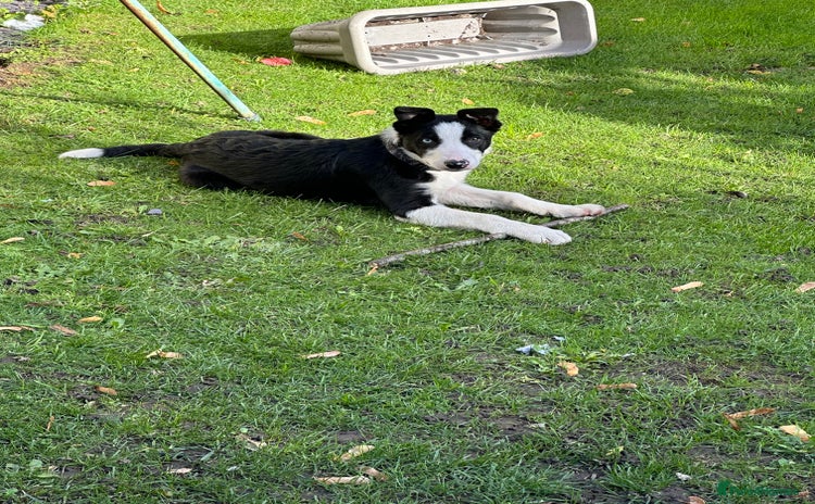 Border Collie dogs - Advert 12