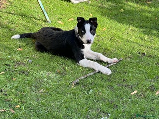 Border Collie dogs - Advert 1