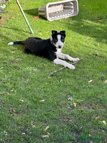 Border Collie dogs - Advert 1