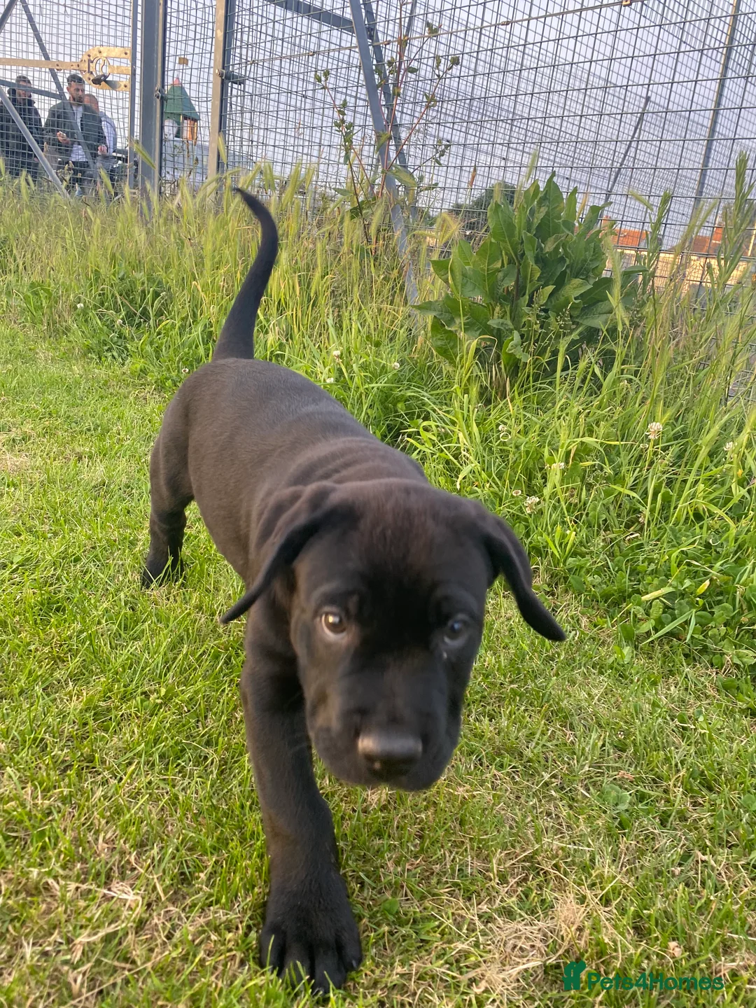 Mixed Breed dogs for sale: Presa canario rottweiler - Advert 2