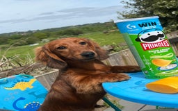 Miniature Dachshund dogs for stud: Miniature long hair(crufts qualified for life) in Bridge of Weir - Image 13