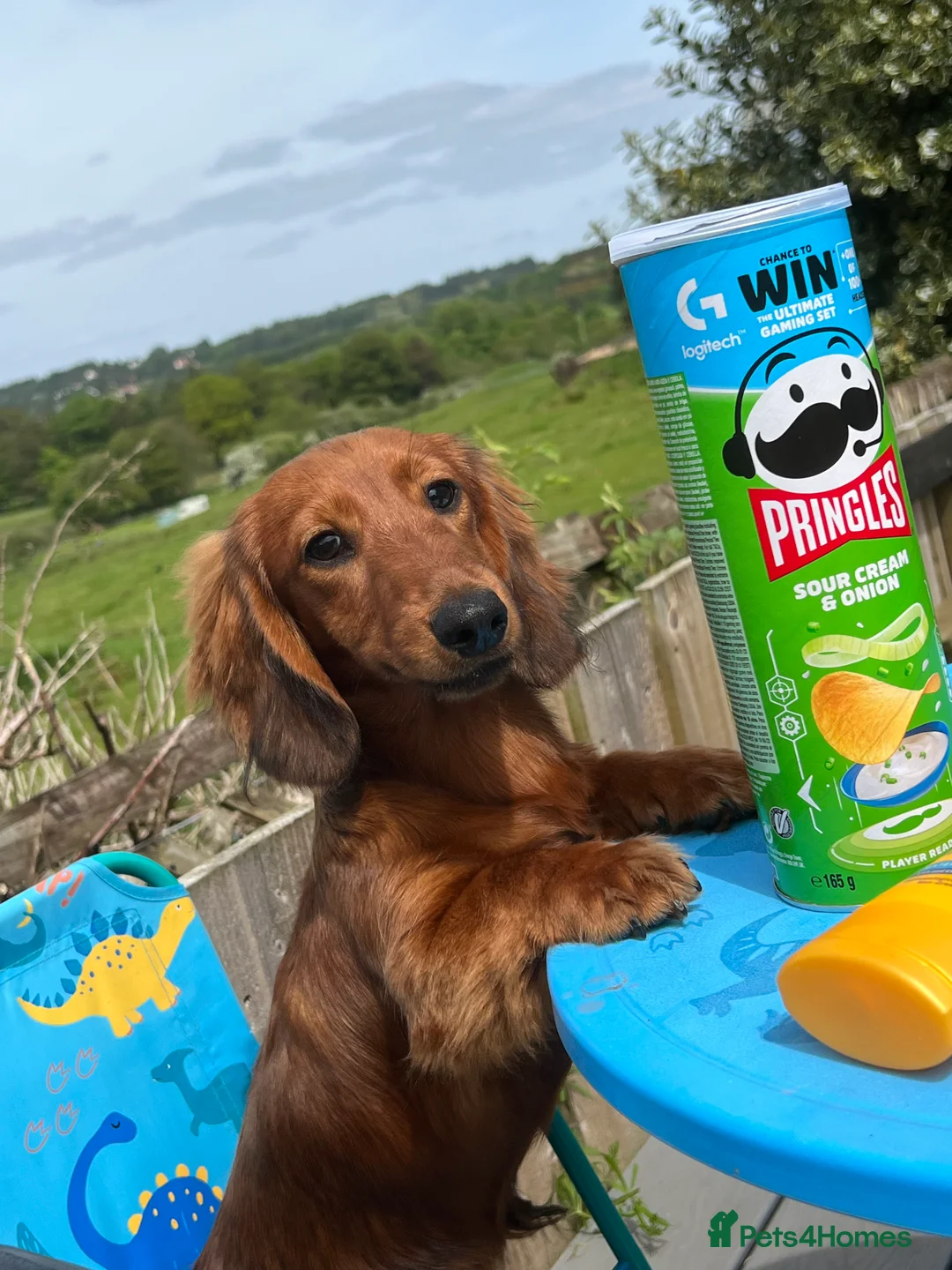 Miniature Dachshund dogs for stud: Miniature long hair(crufts qualified for life) in Bridge of Weir - Advert 13