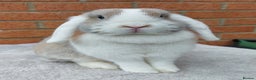 Mini Lop rabbits for sale: ☆Mini Lop Babies & Two Adult Does☆ - Advert 8