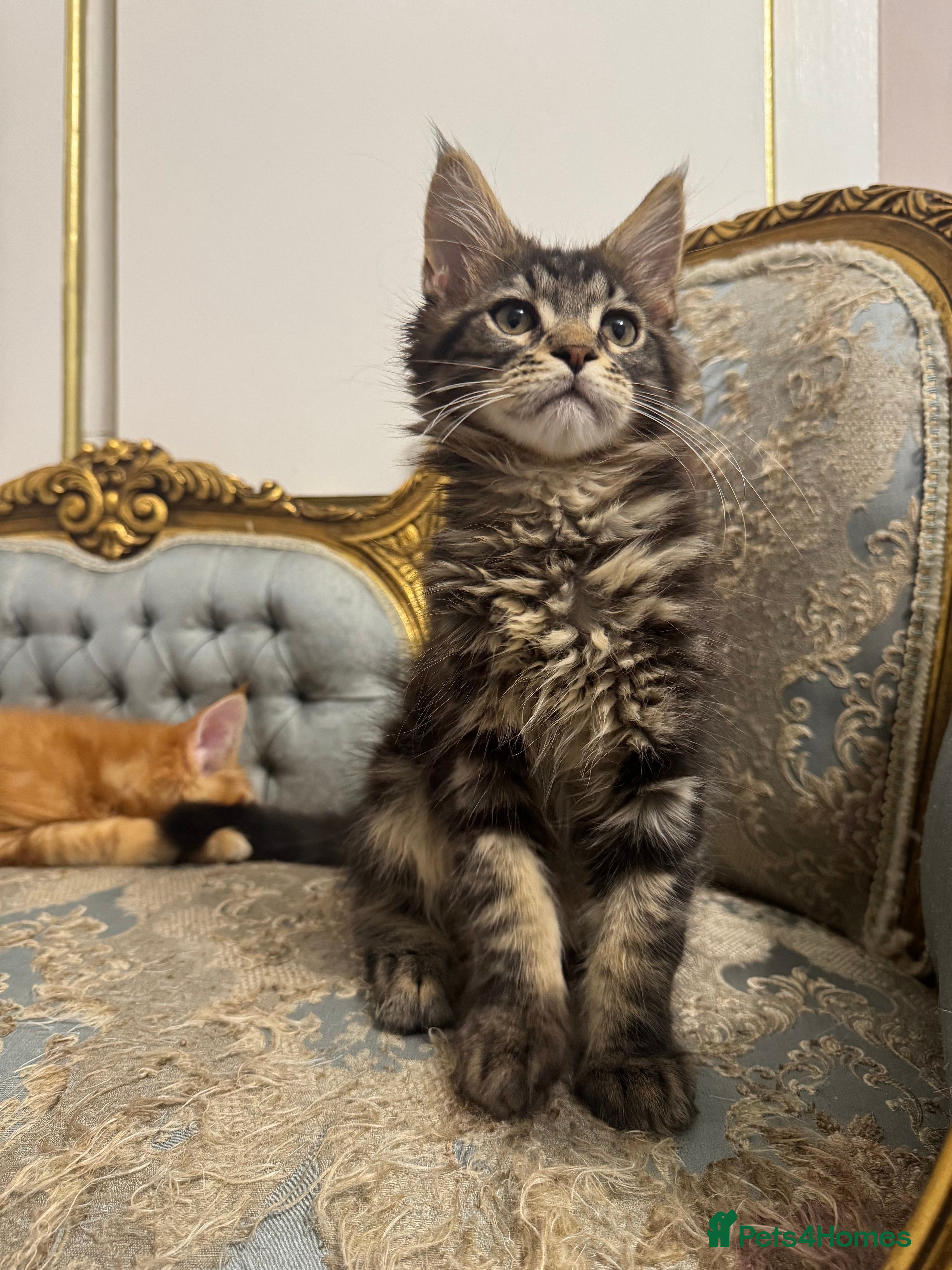 Maine Coon cats Maine Coon Kittens 🏆 20+ gen 🧬 pedigree 🎄🎄🎄 - Advert 6