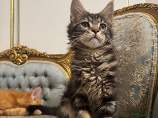 Maine Coon cats Maine Coon Kittens 🏆 20+ gen 🧬 pedigree 🎄🎄🎄 - Advert 15