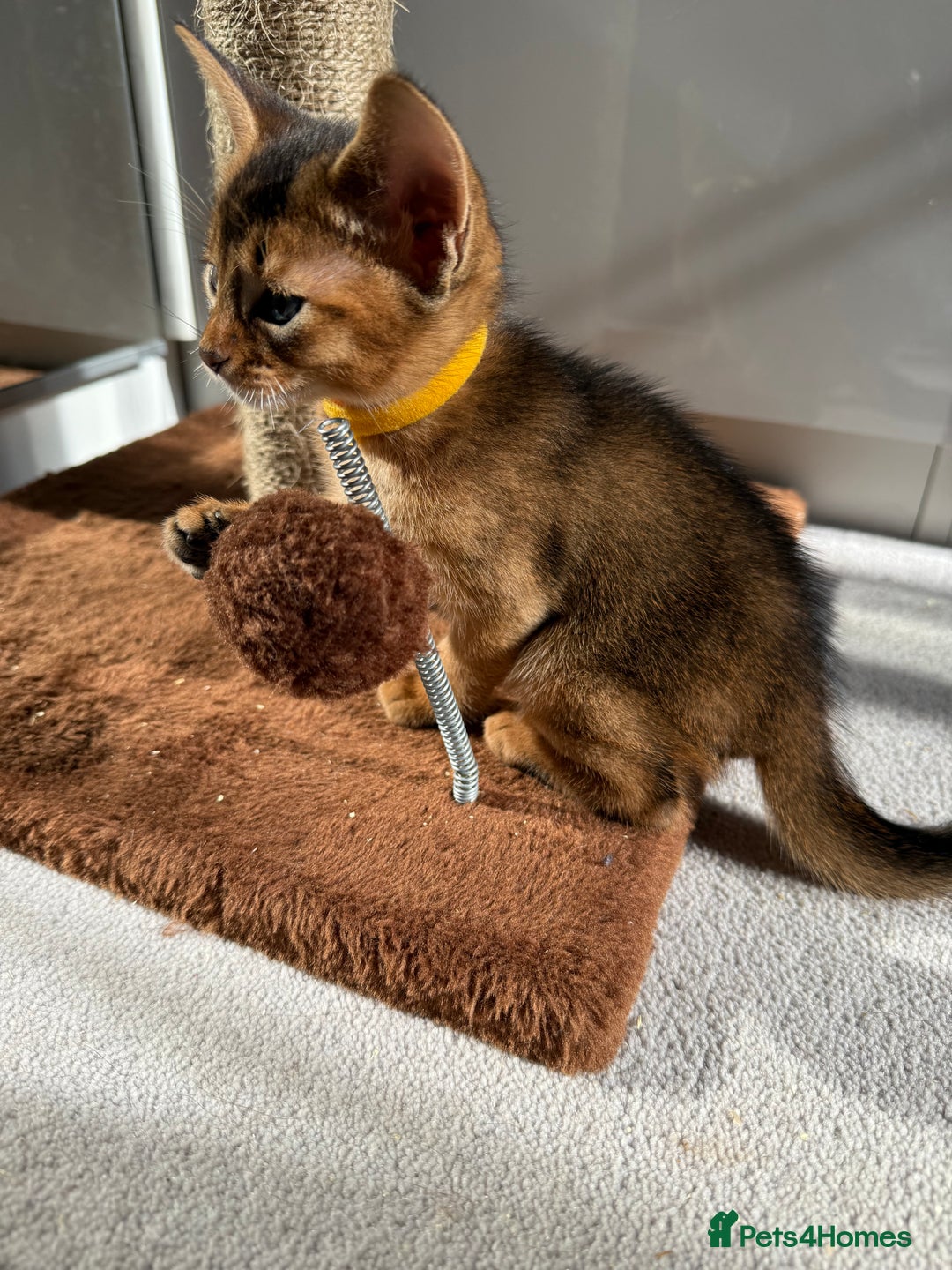 Abyssinian cats for sale: TICA reg Abyssinian sweet kittens rare colours  - Image 14
