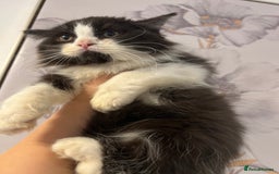 British Shorthair cats for sale: British short hair mixed kittens  - Image 11