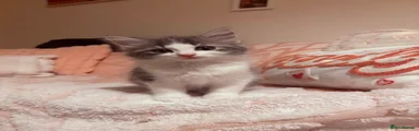Ragdoll 3