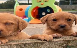 Labrador Retriever dogs for sale: Beautiful KC Fox Red Labs 0/0 hip/elbow mum & dad - Image 12
