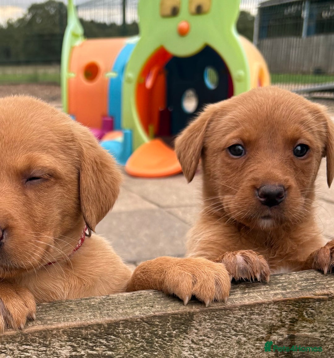 Labrador Retriever dogs for sale: Beautiful KC Fox Red Labs 0/0 hip/elbow mum & dad - Image 12