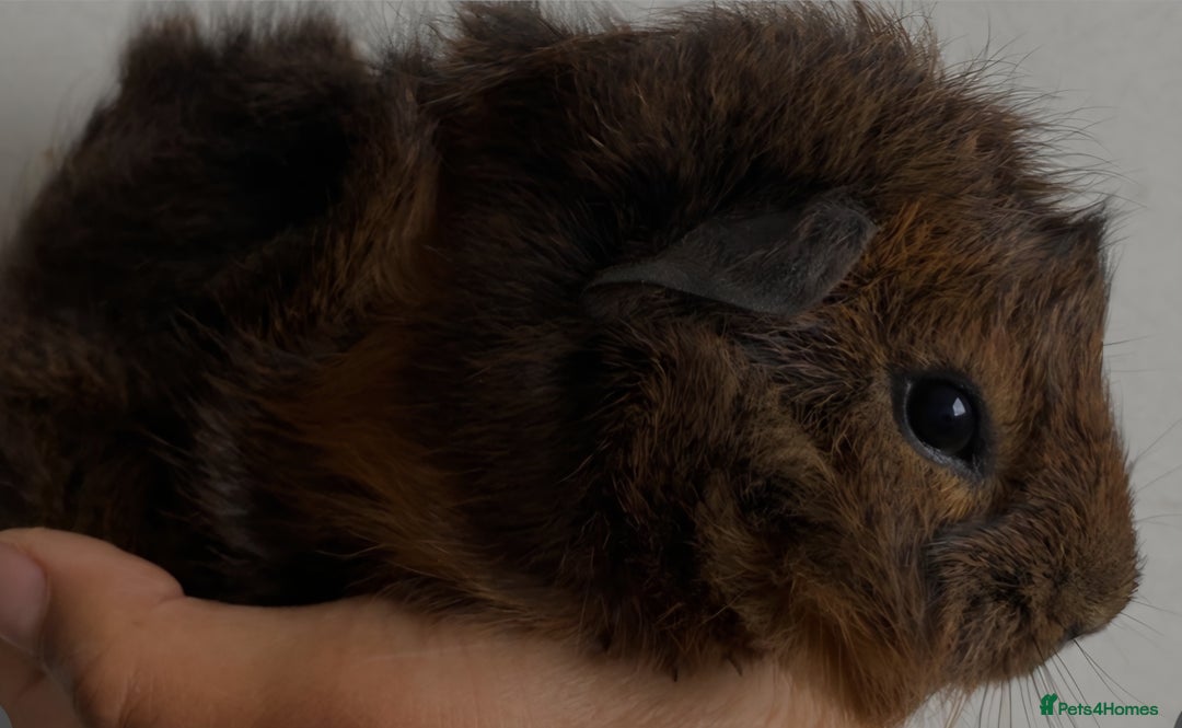 Guinea Pig rodents for sale: 2 Male Guinea Pigs - Image 7