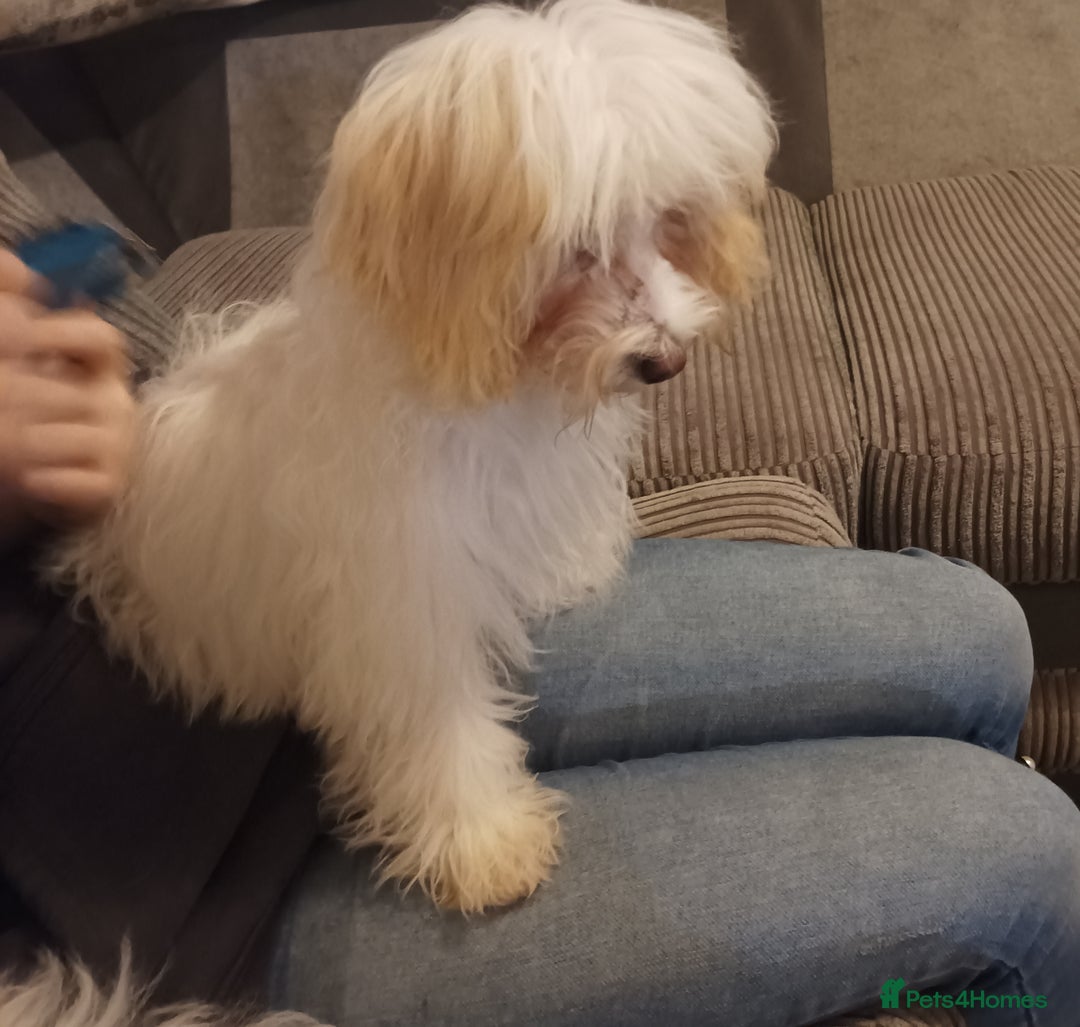 Maltipoo dogs for sale: Beautiful Maltipoo puppies  - Advert 5