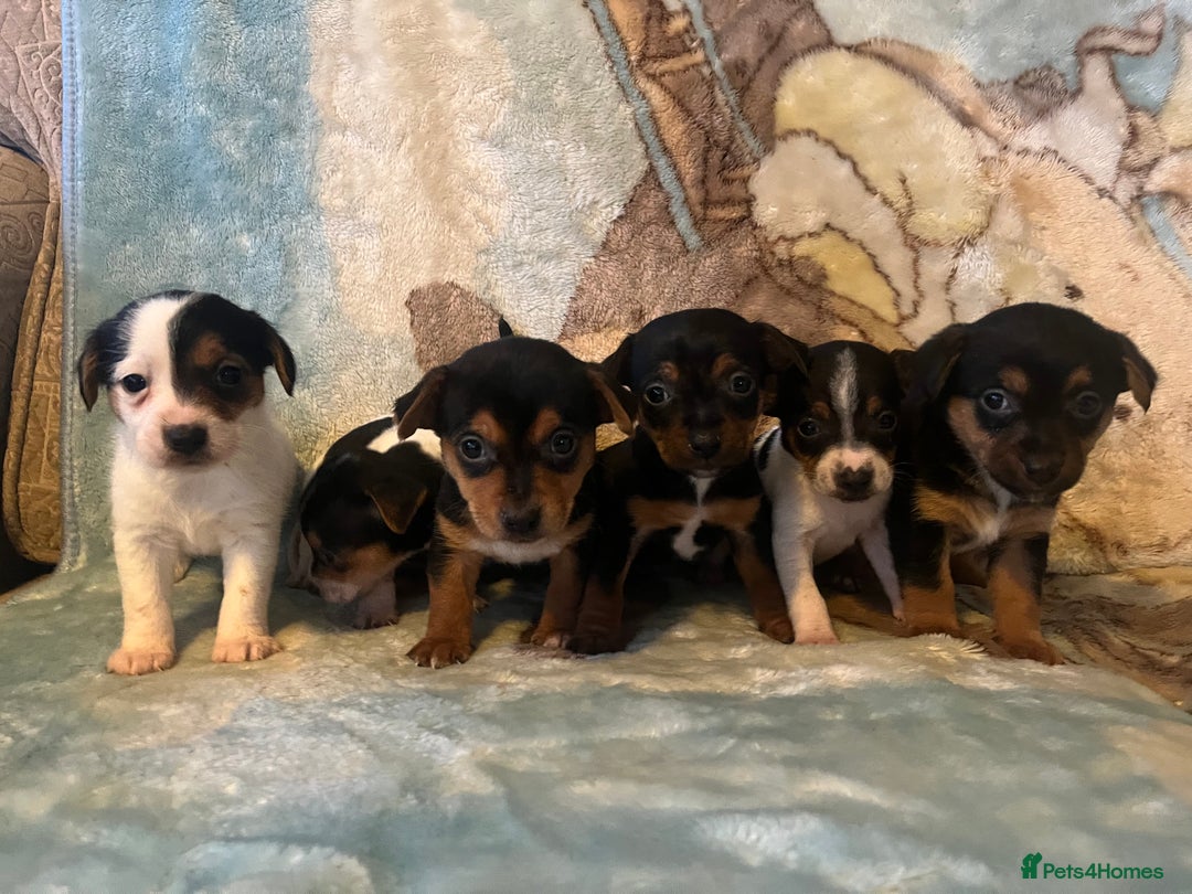 Jack Russell dogs for sale: 6 stunning jackruseel puppues - Advert 3