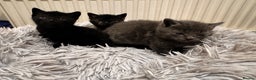 Mixed Breed cats for sale: 4 beautiful kittens - Advert 3