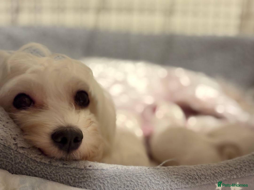 Bichon Frise dogs for sale: bichon - Advert 4