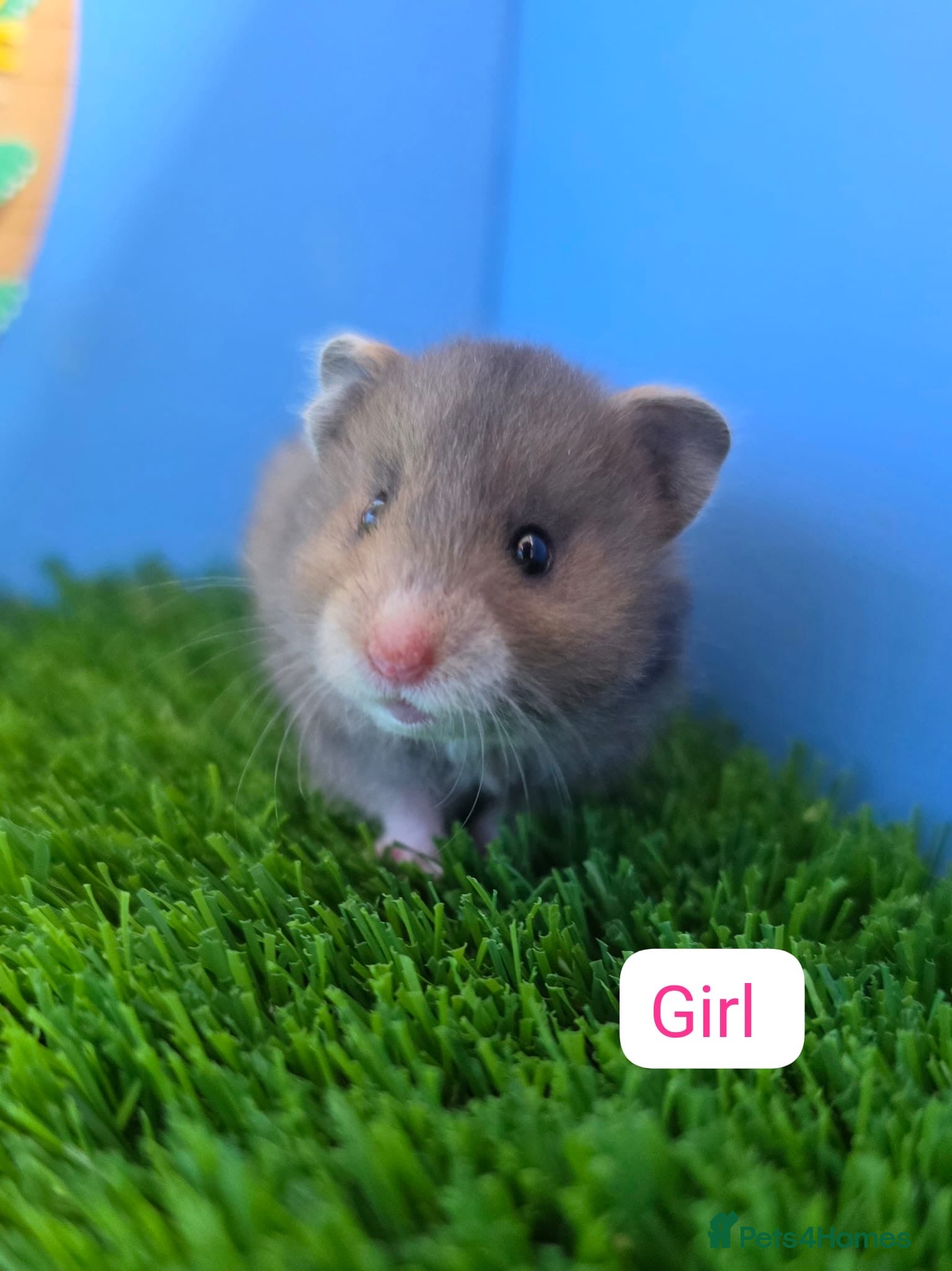 Hamster rodents Syrian Hamster Babies Baby Male Female Pedigree - Advert 1