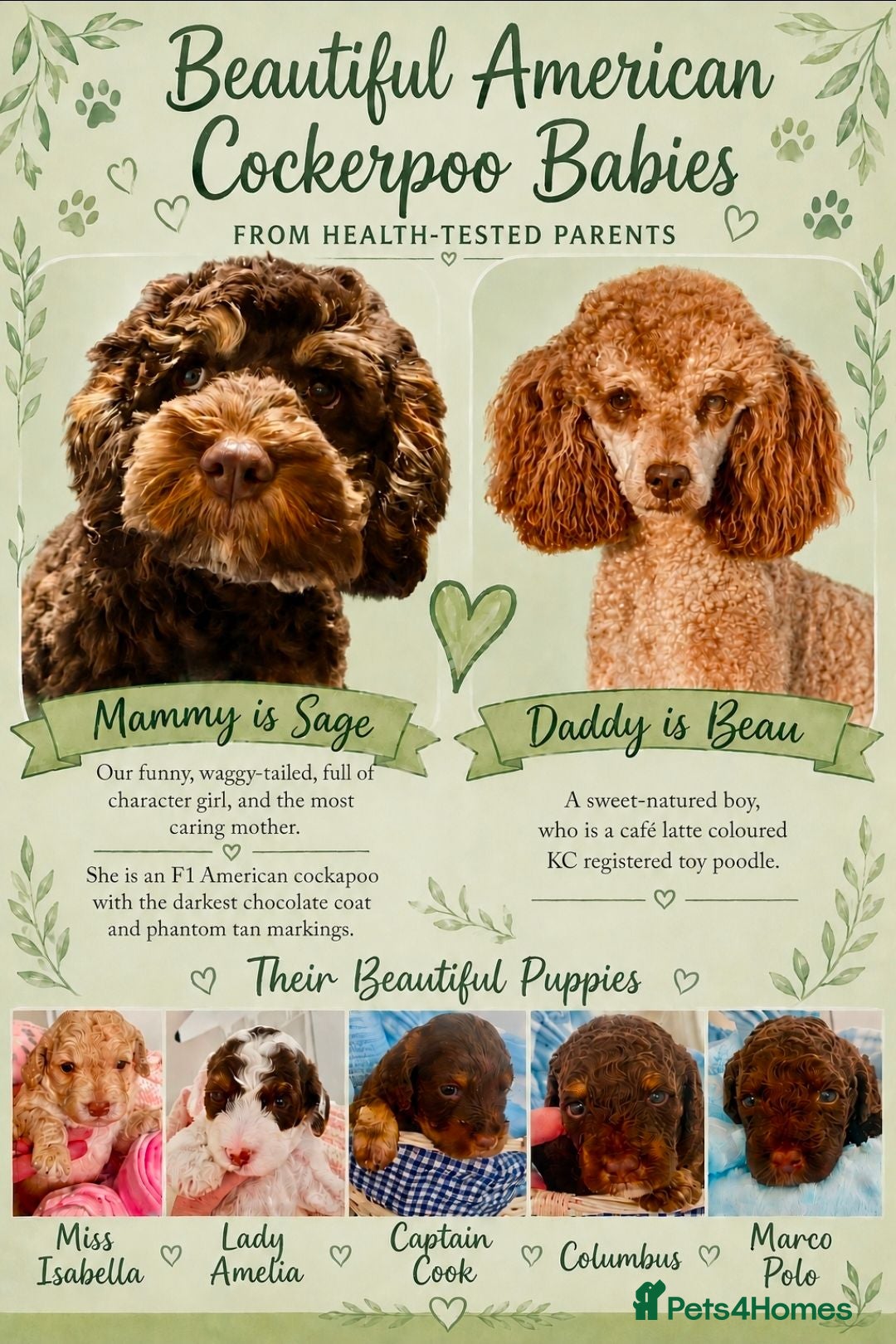 Cockapoo dogs Home Raised American Cockapoo Babies  - Advert 1