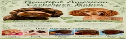 Cockapoo dogs for sale: Home Raised American Cockapoo Babies  - Advert 1