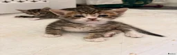 Domestic Shorthair cats for sale: Beautiful little kittens - Advert 11